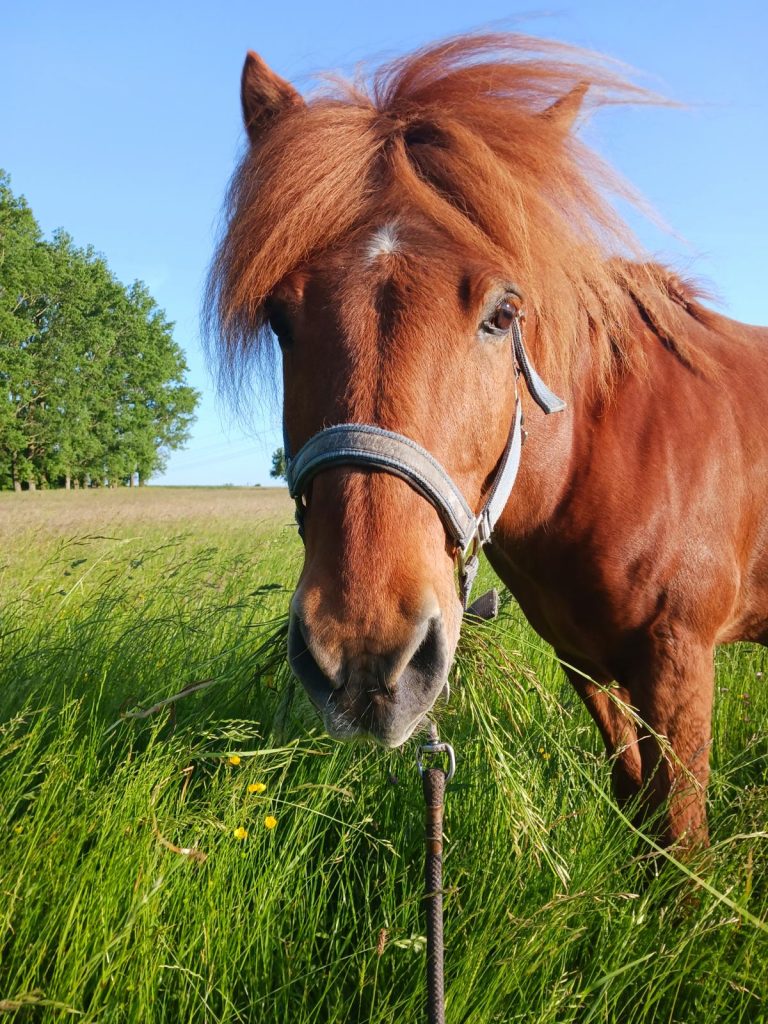 Islandpony schaut in die Kamera
